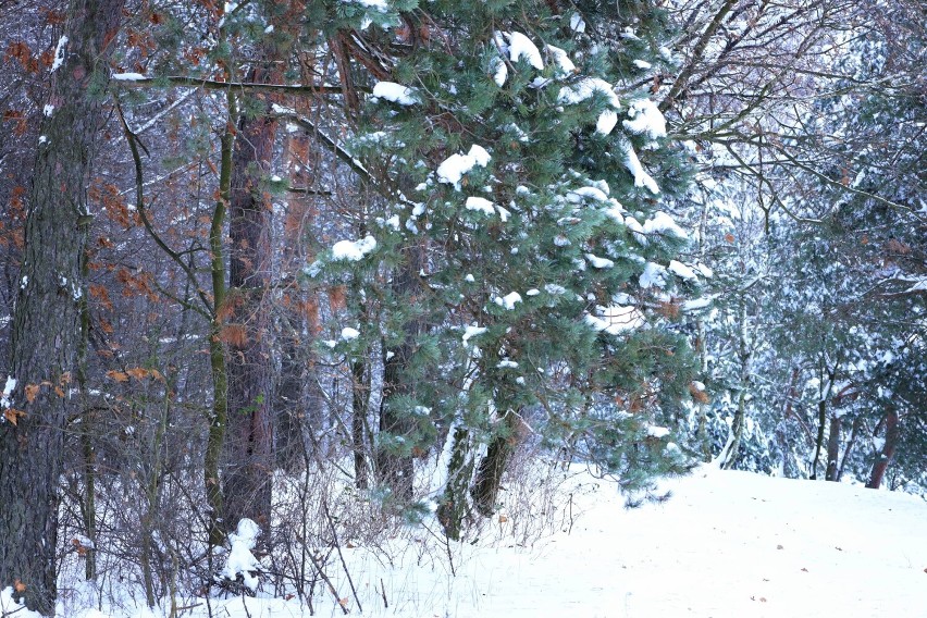 Taka zima jak z bajki w gminie Leśniowice. Zobacz zdjęcia