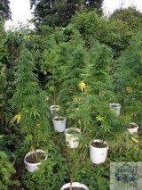 Policja zlikwidowała plantację marihuany w okolicy Ciechocinka [zdjecia]
