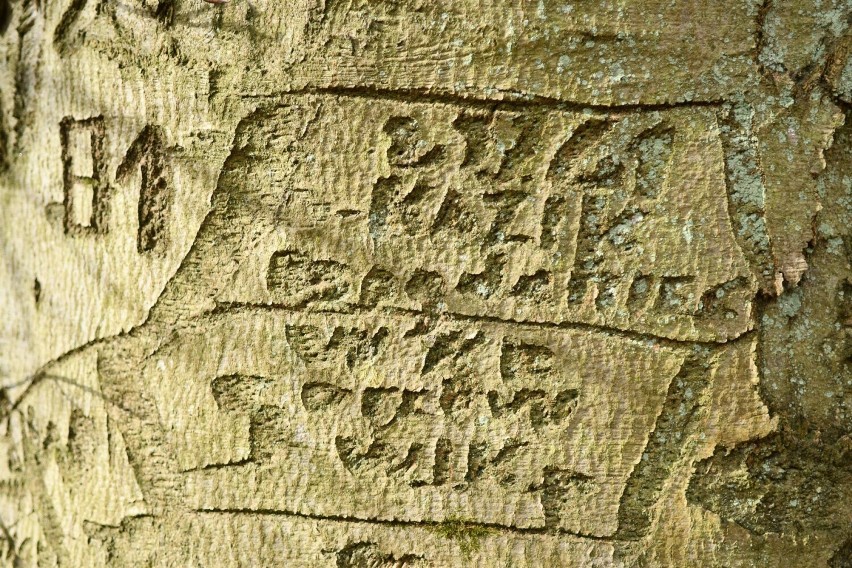 Napisy w korze drzew wyryli żołnierze z kostrzyńskiej...