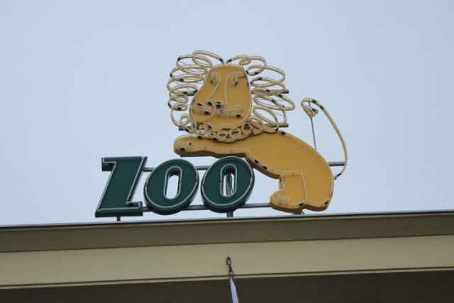 Neon nad głównym wejściem do zoo we Wrocławiu