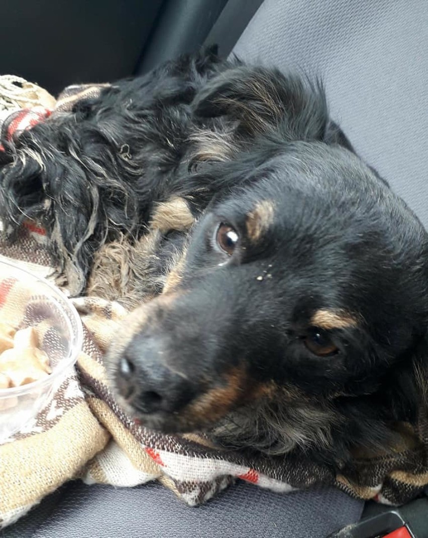 Poturbowany pies trafił do schroniska w Raciborzu