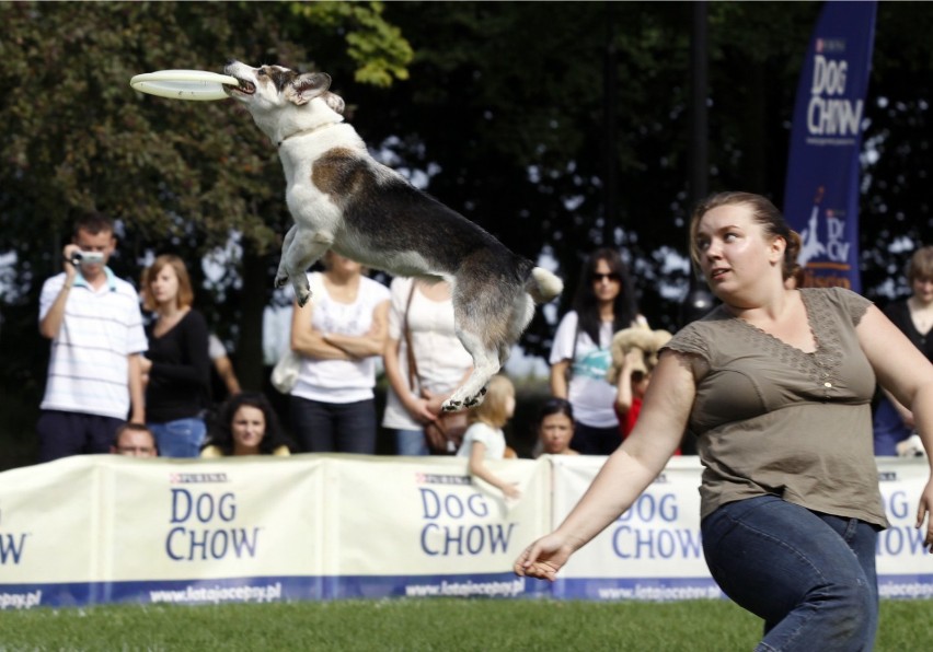 Zawody latających psów w Sopocie w 2012 roku