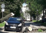 Potężny konar runął w niedzielę na samochód w Kielcach