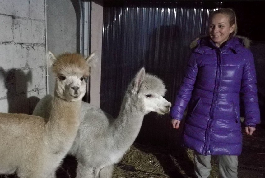 Radna Iwona Dyszkiewicz i jej alpaki