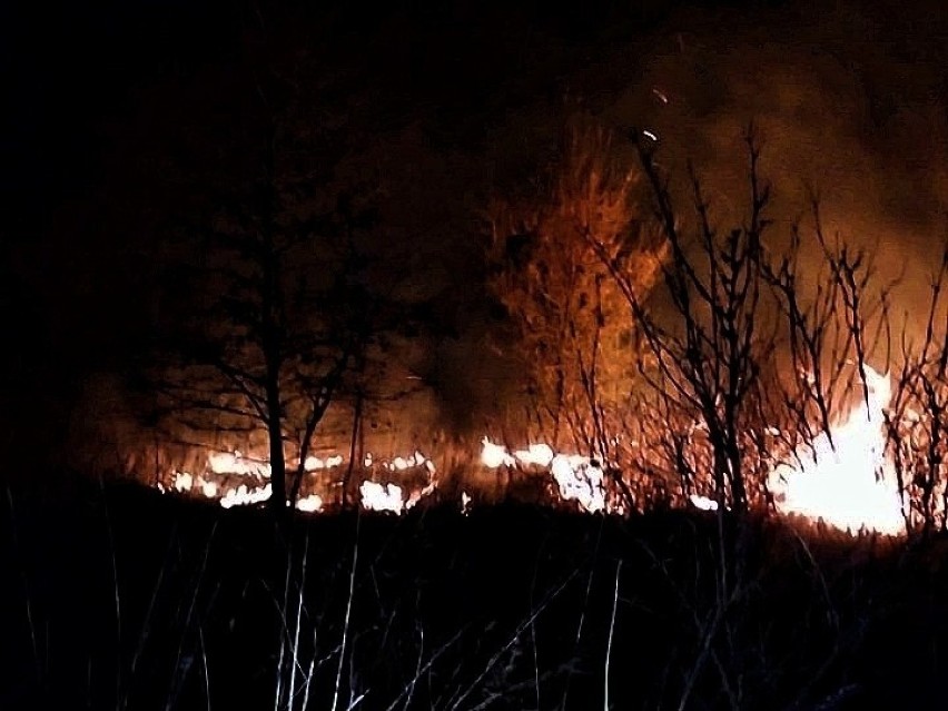 Pożar traw między Kryształowicami i Olbrachtowicami
