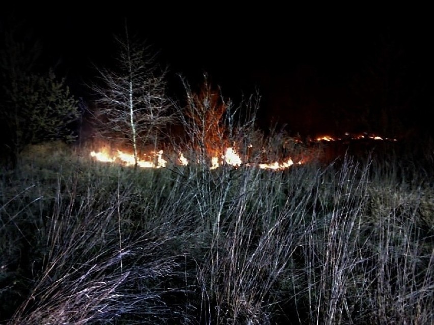 Pożar traw między Kryształowicami i Olbrachtowicami