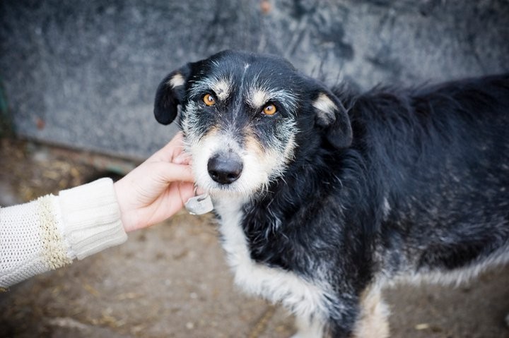 Adoptuj sobie psa, to nic nie kosztuje FOTO