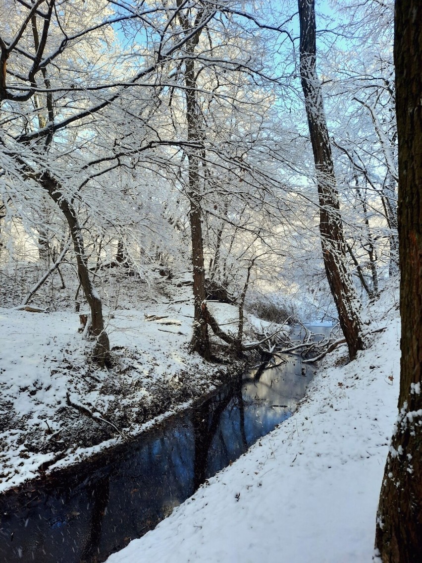 Park Poetów w Zielonej Górze w zimowej okrasie