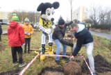 Za nami kolejna odsłona akcji 800 drzew na 800-lecie Zielonej Góry. Żużlowcy pomagali przy sadzeniu wiśni i grusz