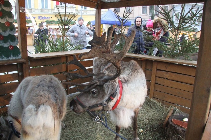 Świąteczny kiermasz na Rynku w Kielcach. Atrakcją renifery i święty Mikołaj 