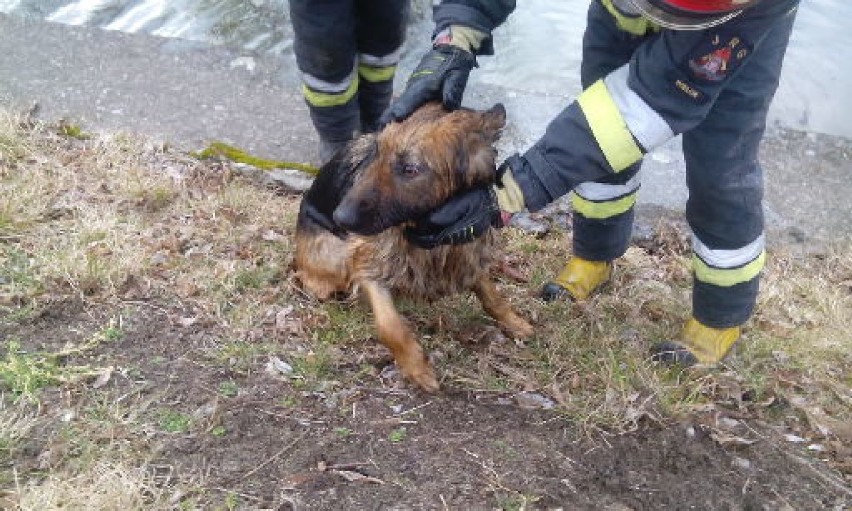 W podwieluńskiej Dąbrowie strażacy wyciągneli psa ze stawu [FOTO]