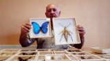Winobranie 2018: Jerzy Turzański, kolekcjoner motyli i owadów odwiedza Winobranie po raz dziesiąty [ZDJĘCIA, WIDEO]
