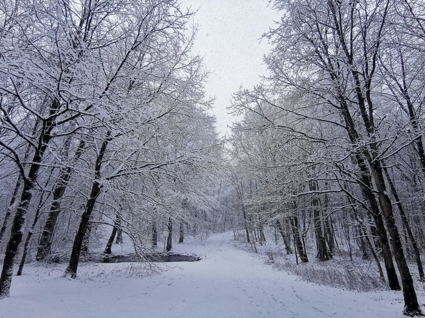 Tak wygląda Lasek Północny w Słupsku po opadach śniegu [ZDJĘCIA, WIDEO]