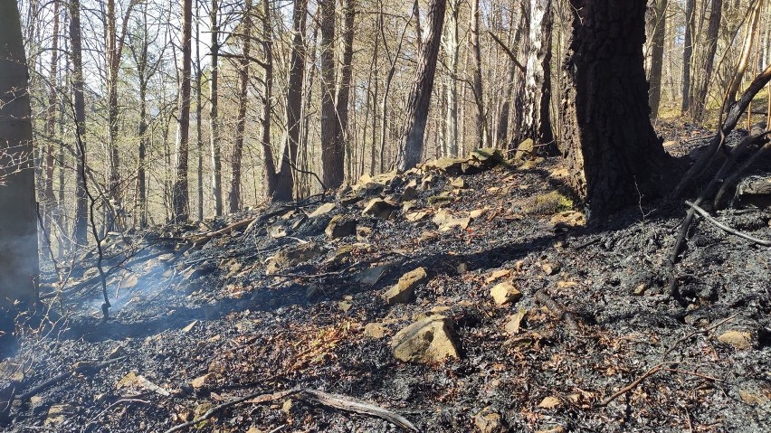 Osiem zastępów straży pożarnej gasiło pożar lasu w Krempnej. Akcja gaśnicza trwała ponad dwie godziny, trwa szacowanie strat [FOTO]