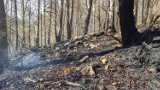 Osiem zastępów straży pożarnej gasiło pożar lasu w Krempnej. Akcja gaśnicza trwała ponad dwie godziny, trwa szacowanie strat [FOTO]