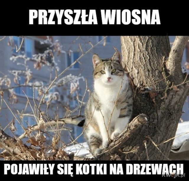 W sobotę 21 marca pierwszy dzień astronomicznej wiosny! Dzień później pora roku zagości też na kartach naszych kalendarzy. 

Zobacz MEMY na kolejnych slajdach>>> 