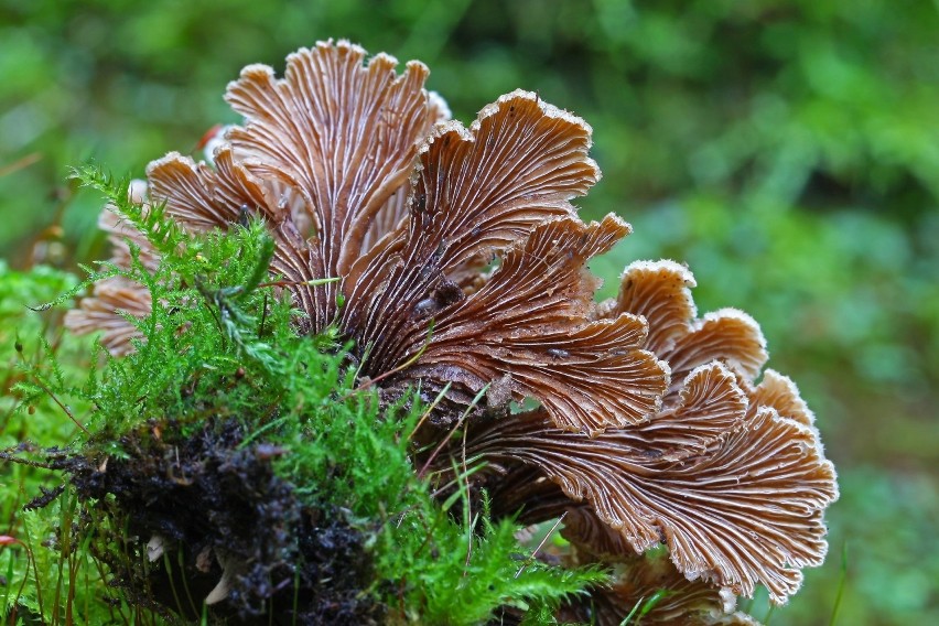 Rozszczepka pospolita (Schizophyllum commune) zawiera...