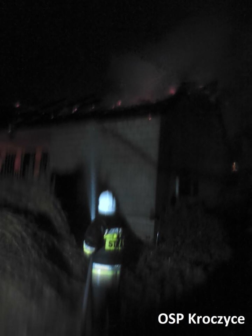Pożar obory w Dobrogoszczycach. Uratowano cielaka [FOTO]