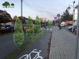 Jest pomysł, by zazielenić nową ścieżkę rowerową przy Kilińskiego w Zduńskiej Woli