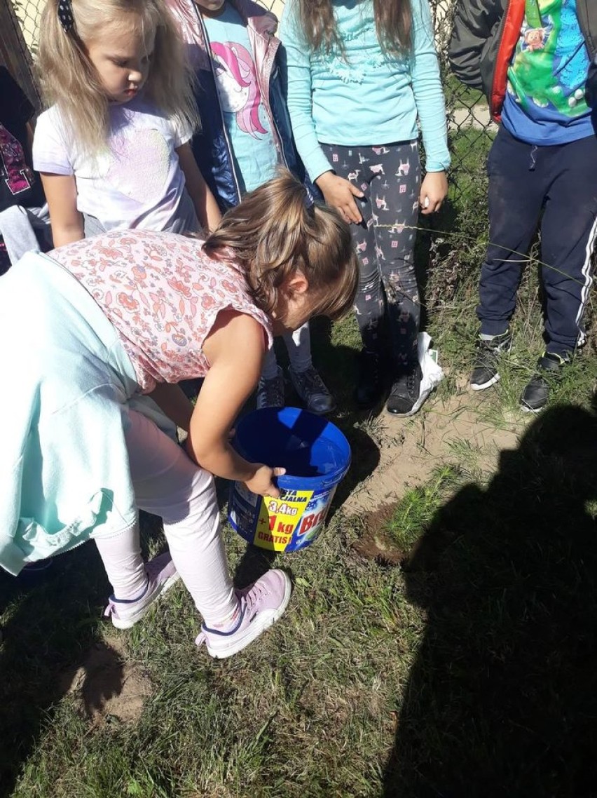 Uczniowie Szkoły Podstawowej nr 2 w Wieluniu sadzili drzewa...