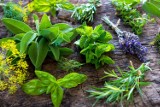 Jak zrobić zielnik? Jakie zioła możesz uprawiać w doniczkach w domu, na balkonie lub w ogrodzie?