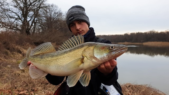 - Pierwszy rzut, podbicie, opad i siedzi! Wiem, że mam do czynienia ze sporą rybą, ale "jakoś nie walczy ten "szczupak"", bo byłem pewny że to on. Nagle przy powierzchni pokazał się piękny SANDACZ. Nie mogę w to uwierzyć - napisał Oskar Werwicki z Nowej Soli pod koniec grudnia.