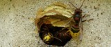 Strażacy usuwają roje i gniazda pszczół, os oraz szerszeni