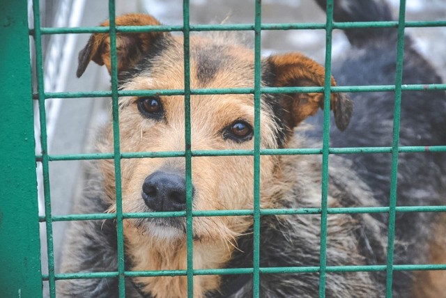 Zwierzaki w schronisku TOZ Fauna Ruda Śląska.

Zobacz kolejne zdjęcia. Przesuwaj zdjęcia w prawo - naciśnij strzałkę lub przycisk NASTĘPNE