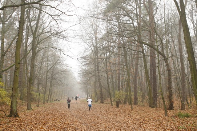 City Trail 2018 Warszawa. Bieg na 5 km w lesie Młocińskim, 10 listopada 2018 [ZDJĘCIA]