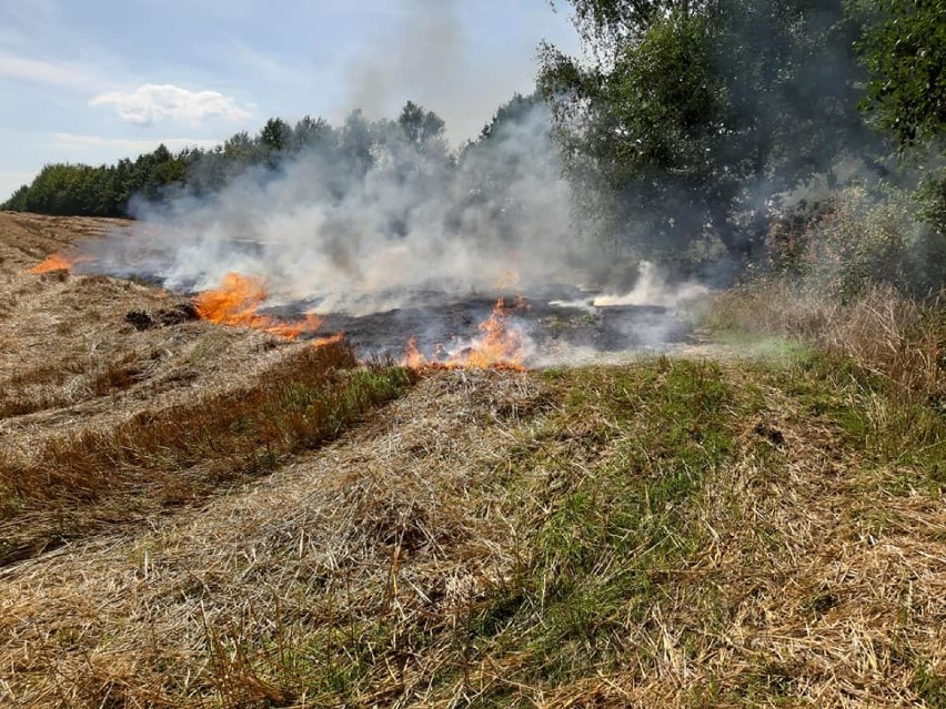 Pożar w Mechowie (sierpień 2019). Ogień wybuchł na ściernisku niedaleko lasu