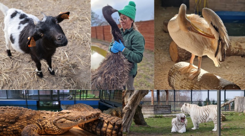 Początek wiosny w Zoo Borysew. Zobaczcie te piękne ujęcia