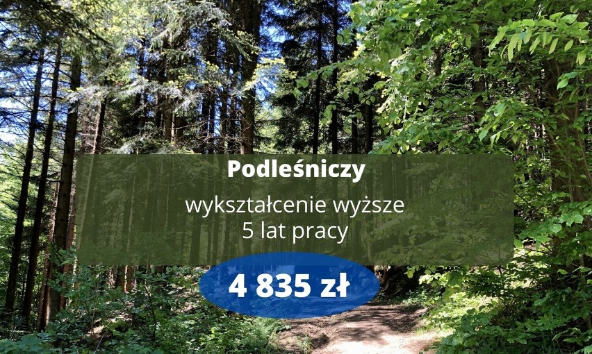 Ile zarabiają leśnicy na Podkarpaciu? Wynagrodzenia w nadleśnictwach i RDLP w Krośnie. Stawki od stażystów po dyrektorów