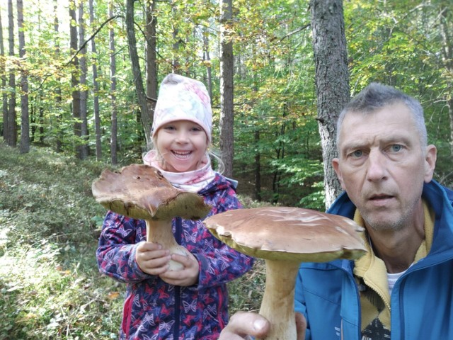 Marek Andryskowski i jego wnuczka Florentyna znaleźli prawdziwki, ok. 2 kg znalezione w lasach w okolicach Lęborka. 