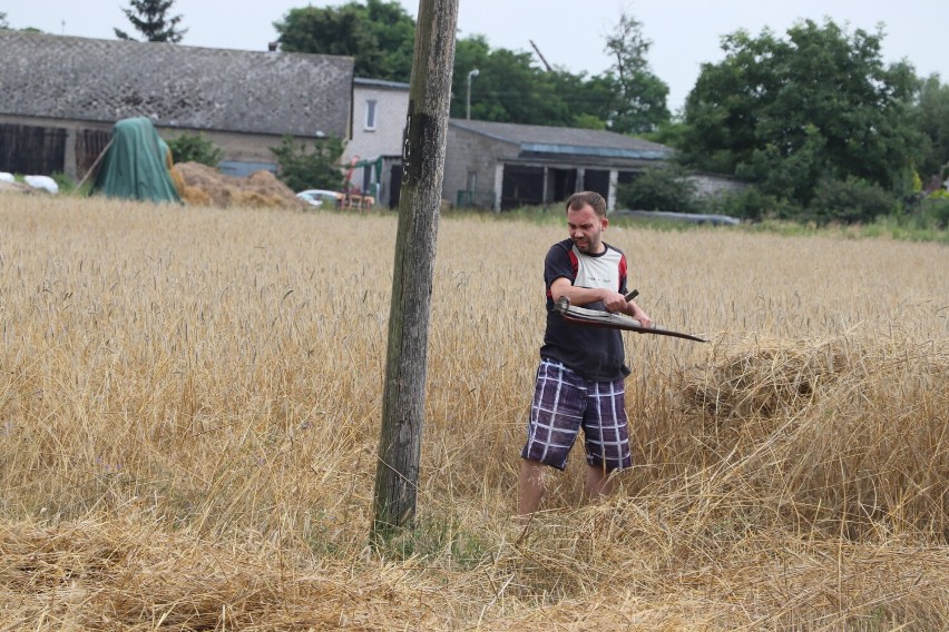 Żniwa na Kujawach. Tak wyglądają prace w gospodarstwie rolnym Wojciecha Górniaka w powiecie radziejowskim [zdjęcia]