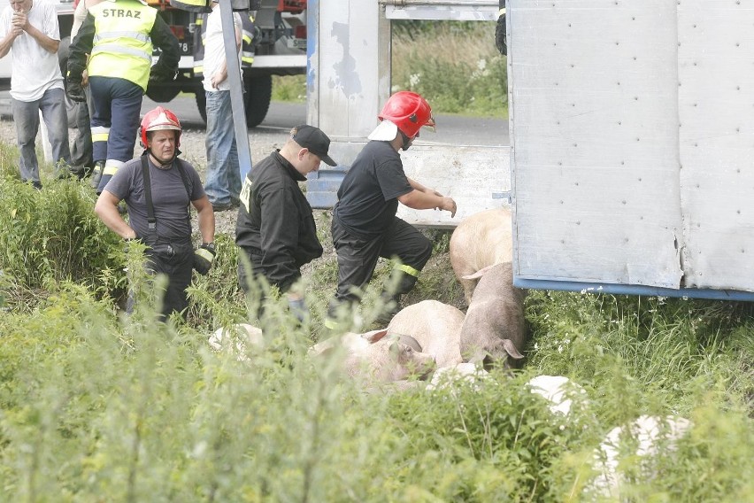 Wypadek ciężarówki ze świniami na trasie Legnica - Złotoryja (ZDJĘCIA)