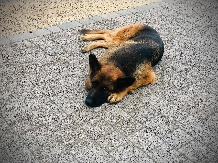 W poniedziałek 4 października obchodzimy Światowy Dzień...