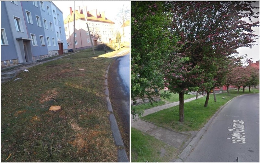 Z lewej tak wygląda aleja głogów po styczniowej wycince na...