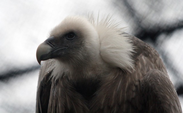 W zoo w Łodzi w nowej wolierze zamieszkało sześć sępów