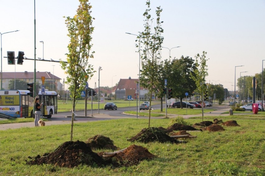 70 drzew na 70 lat Huty Miedzi Legnica, rozpoczęto sadzenie, zdjęcia