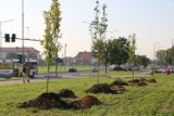 70 drzew na 70 lat Huty Miedzi Legnica, rozpoczęto sadzenie, zdjęcia
