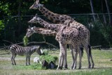 Odwiedź gdańskie zoo. Zobacz, jak czeszą się żyrafy [dużo zdjęć!]