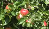Jakie jabłka na mus? Jak rozpoznać ekologiczne owoce? Miliccy sadownicy odpowiadają