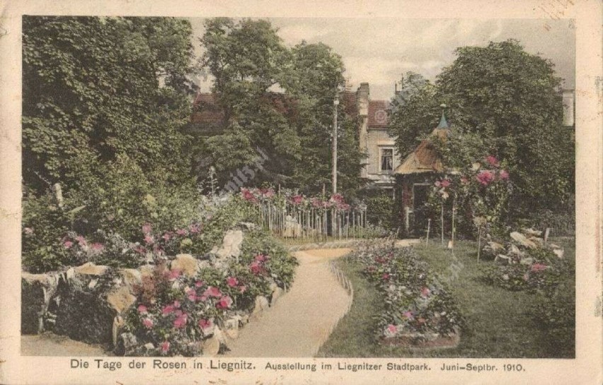 Tak wyglądał Park Miejski w Legnicy w 1910 roku. Odbywała się wtedy niemiecka wystawa róż i dalii. Zobaczcie archiwalne zdjęcia!