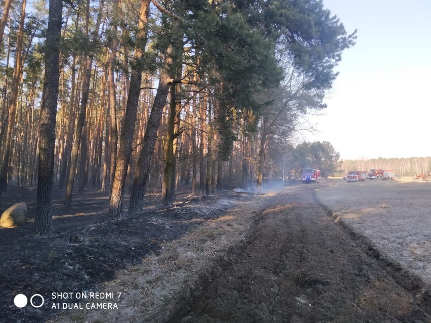 Pożar lasu w gminie Siemkowice. W akcji było blisko 60 strażaków FOTO