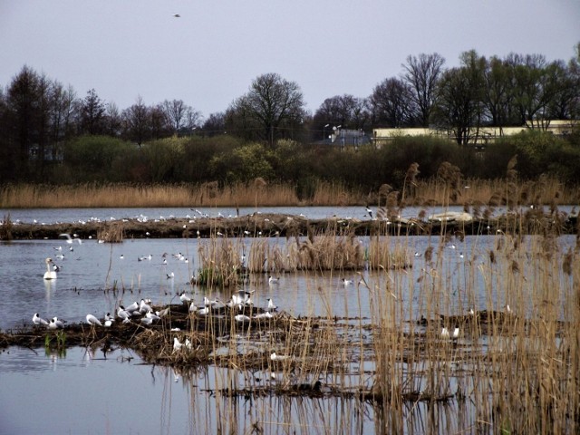 Obszar Natura 2000 jest terenem ważnym dla fauny związanej ze środowiskiem wodno-błotnym.
Fot. Dorota Michalczak