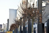 Co z drzewami na ulicy Krakowskiej w Opolu? Ekolodzy twierdzą, że uschły. Ratusz, że mają jeszcze czas na wybudzenie 