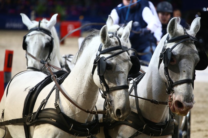 Targi Sprzętu Jeździeckiego Cavaliada 2019, Warszawa....