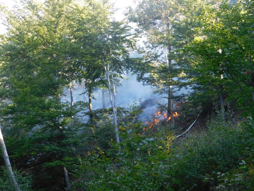 W Wałbrzychu pali się las. W akcji gaszenia biorą udział samoloty gaśnicze 