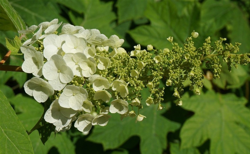 Hortensje dębolistne mają białe lub kremowe kwiaty, ale...