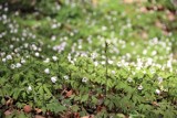 Zielone Świątki z... polną królewną. Wiosenne święto rolników i pasterzy